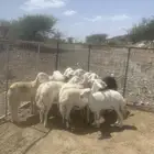 غنم حريه