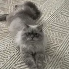 سموكي للتبني ومخافة الله فيه