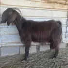 معزا مقنوي طيبه للبيع