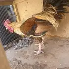 للبيع ديكه عربية