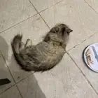 قطه ضايعه