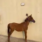 مهر واهو للبيع