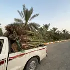 نخل مثمر طالع من القصيم ألجنوب خلأص برحي سكري صقعي هشيش