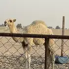 حوارة فرديه