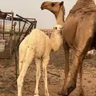 قعود للبيع