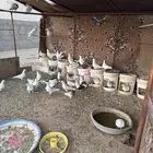 حمام