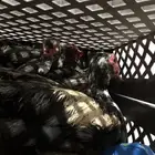 دجاجه و 2 بط ذكر وانثى
