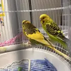 طيور البادجي او الحب للبيع