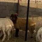 طليان ذبايح