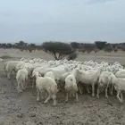 ضأن متابيع عدد60يتبعها 12