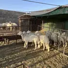 رخال للبيع فوق 6 شهور شي نظيف وطيب