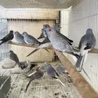 يمام ماسي مباع