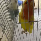 زوج روز غير اليف للبيع