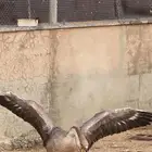 زوج وز للبيع