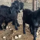 تيوس طيبه للبيع