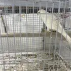محمية فرح متوفر ازواج