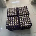 بيض بلدي مخصب نسبة التخصيب عالية