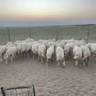 رخال مقنى وذبح