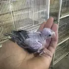 فرخ كروان غر