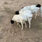 برابر مرابي