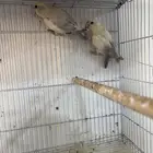 للبيع حبتين روز مجهولين الجنس (البيع ريش )