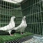 حمام باكستاني بانتيز ( تم البيع )