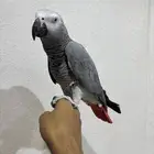 كاسكو هدد ومتكلم ( تم البيع)