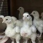 صوص براهما