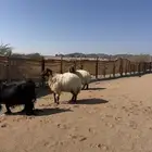 ضان نعيم حيل للبيع