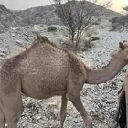 بكره