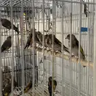 حسون سوري فراخ تم البيع