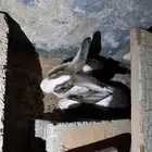 4 ذكور ارانب للبيع