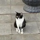 قطه للتبني بدون مقابل