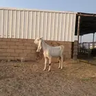 عنز بيضاء مطوره