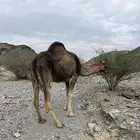 ناقه حمراء دهماء