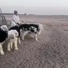 خرفان نجد للليع مشروع فحول فاخر