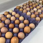 بيض لوهمان براون مخصب