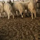 ذبايح حري كفو خرفان