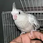 كروان هولندي