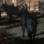 معزا للبيع تبوك