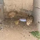حمام جوز للبيع وسمان جوز للبيع