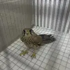 طير للبيع بالطائف على السوم