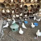 حمام فرنسي اجواز منتجه حجم جامبو