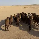 سواكن