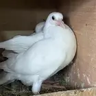 زغاليل