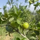 عقل زراعية فواكهة