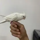 كروان البينو صحه ونظافه وهدد داخلي وعلى الشرط
