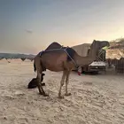خلفه حمراء للبيع