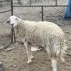 رخلة صنف الصنف