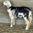 دفيع نجدي حصيب و فيها متابيع وادي الدواسر